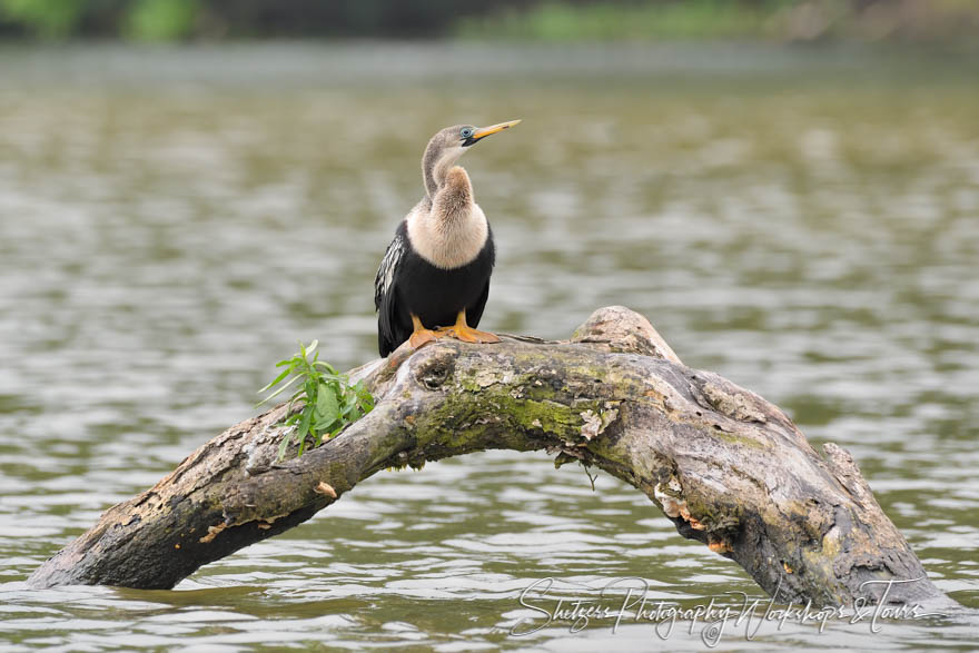 Juvenile Anhinga Perching 20190409 072744