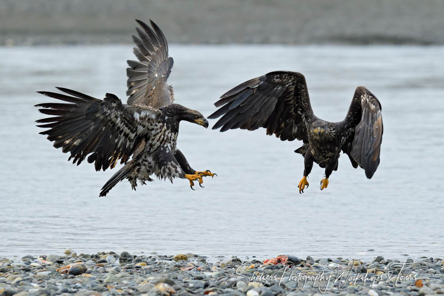 Juvenile Bald Eagle 20191103 110007