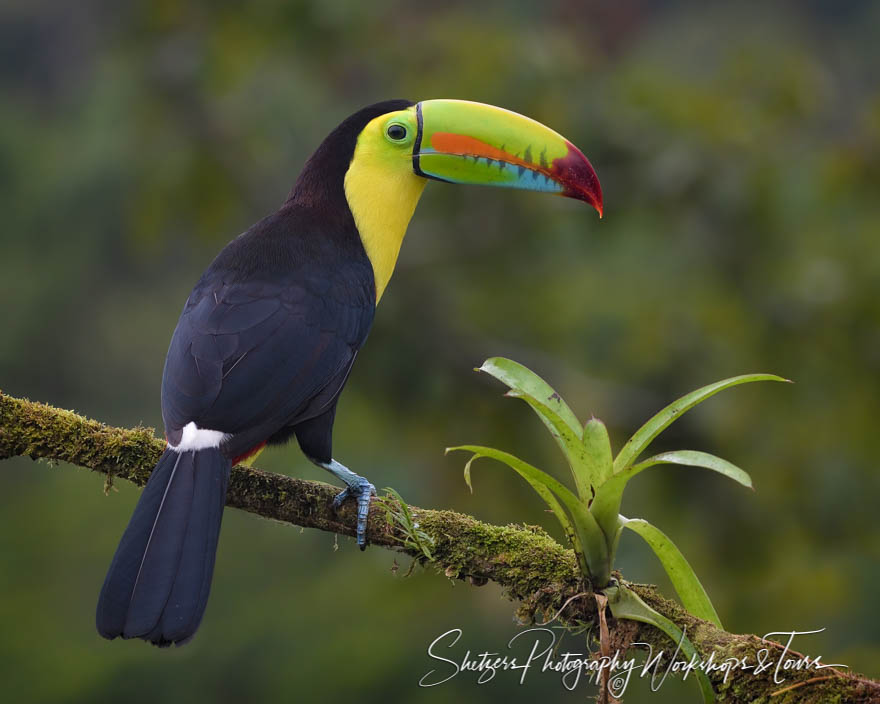 Keel Billed Toucan Image 20190406 060109