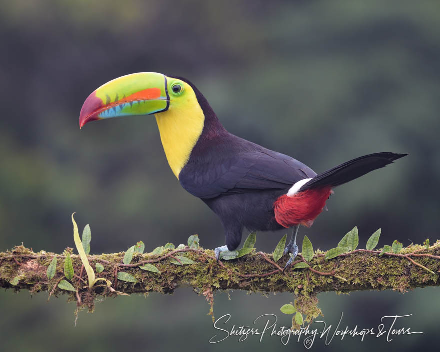 Keel Billed Toucan Photo 20190406 055323