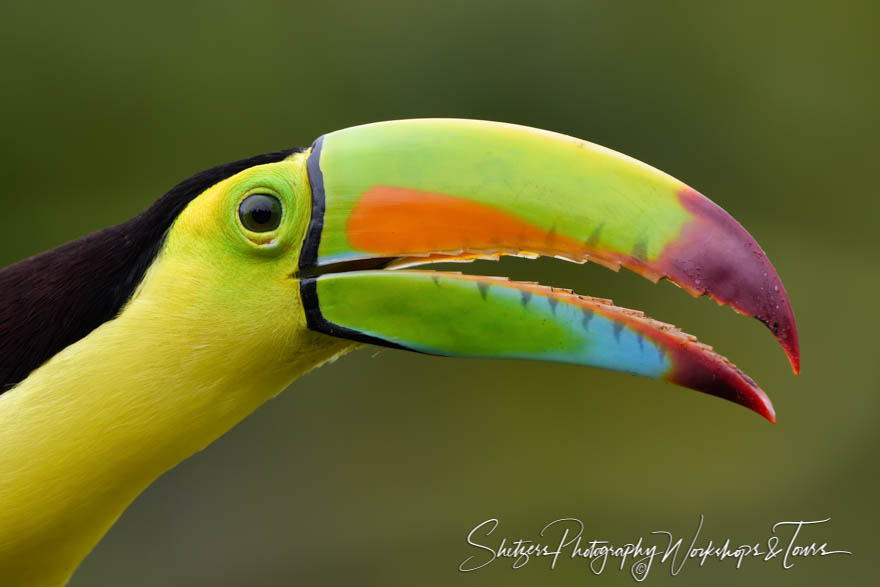 Keel Billed Toucan Picture