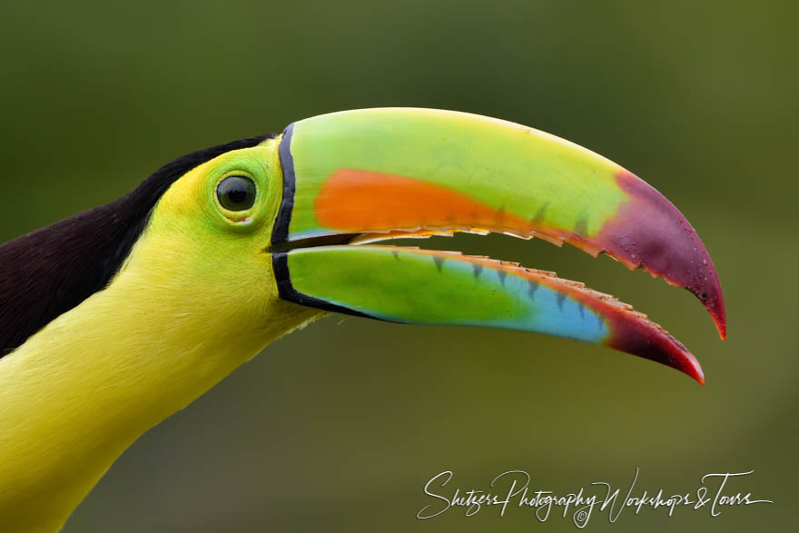 Keel Billed Toucan Picture 20190406 055607