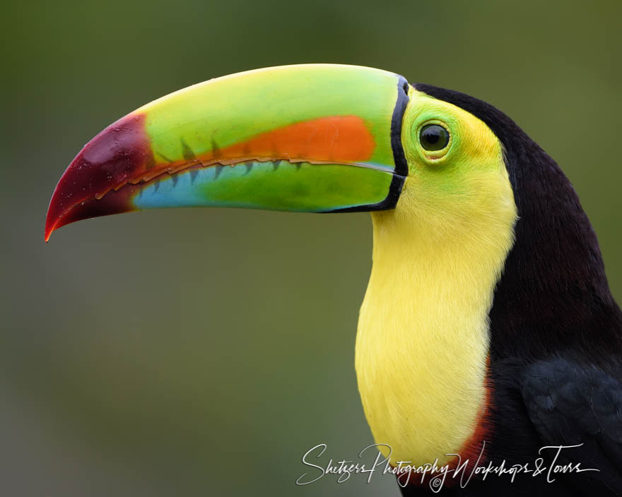 Keel Billed Toucan Up Close 20190406 054919