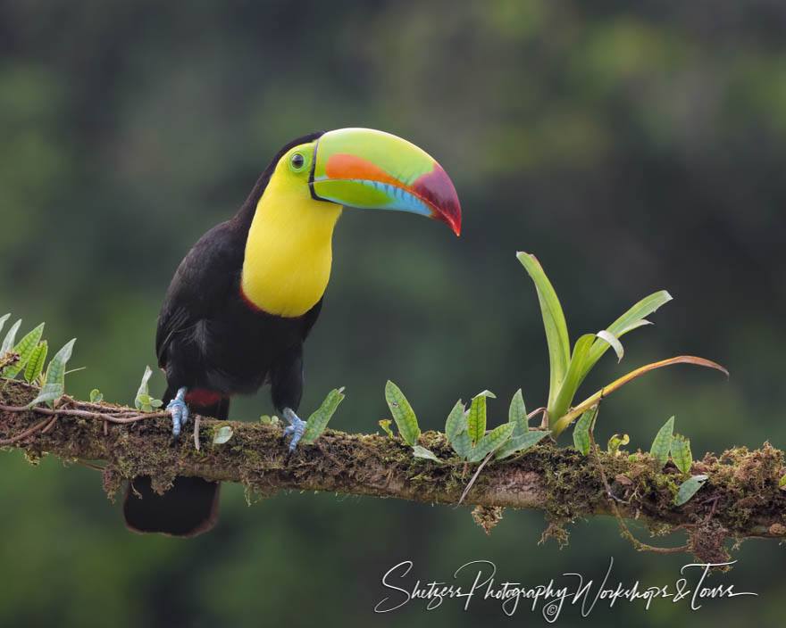 Keel Billed Toucan in Costa Rica 20190405 161717