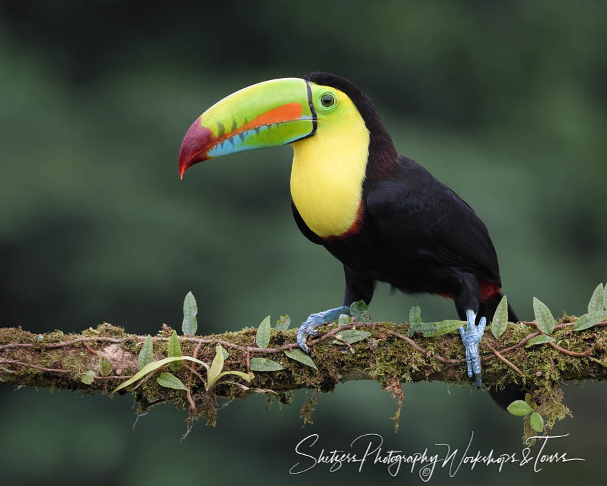 Keel Billed Toucan in Lowlands of Costa Rica 20190406 072202