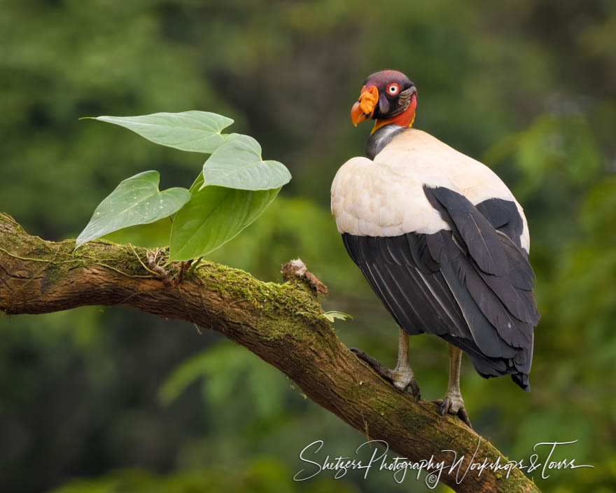 King Vulture in Northern Costa Rica
