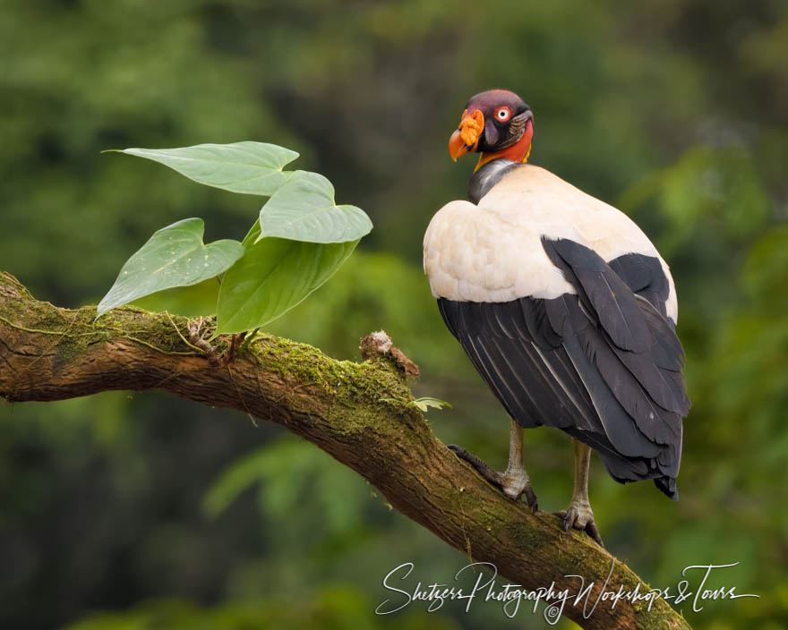 King Vulture in Northern Costa Rica 20190406 082846