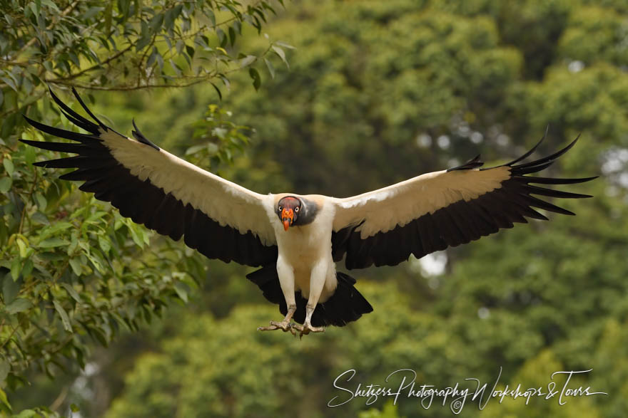 King Vulture in Northern Costa Rica 20190406 090919