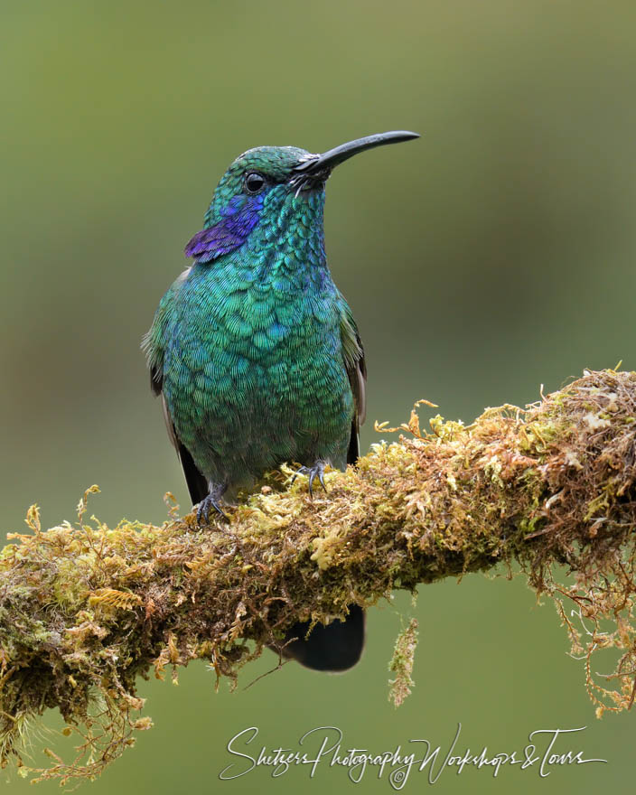 Lesser Violetear Hummingbird 20180418 102342