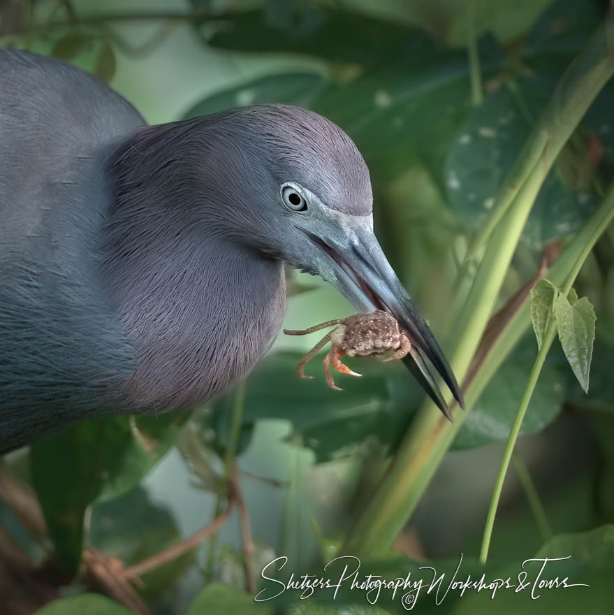 Little Blue Heron With Crab