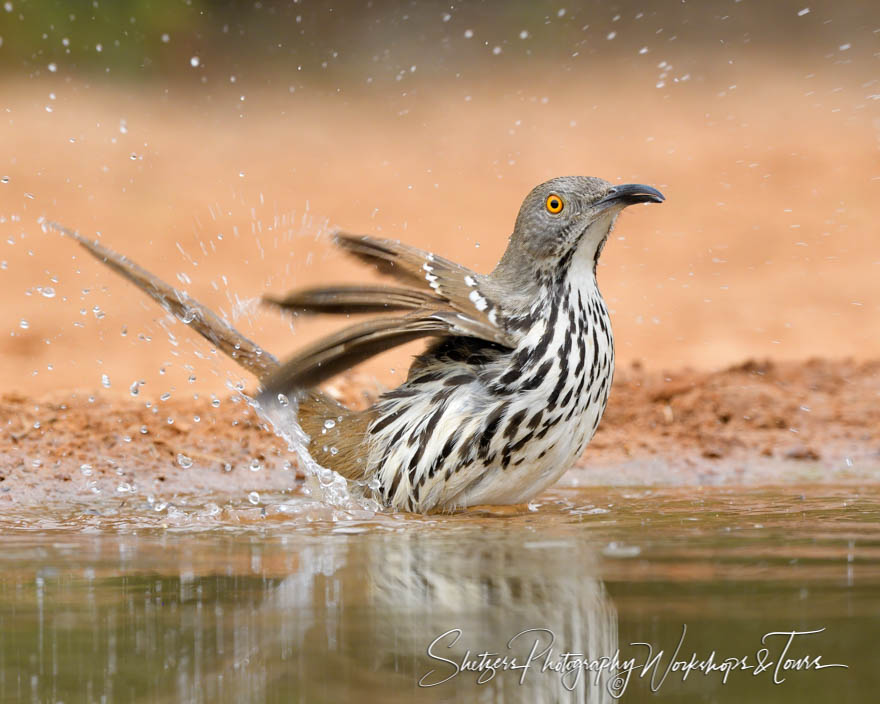 Long Billed Thrasher Bathing 20190306 101041