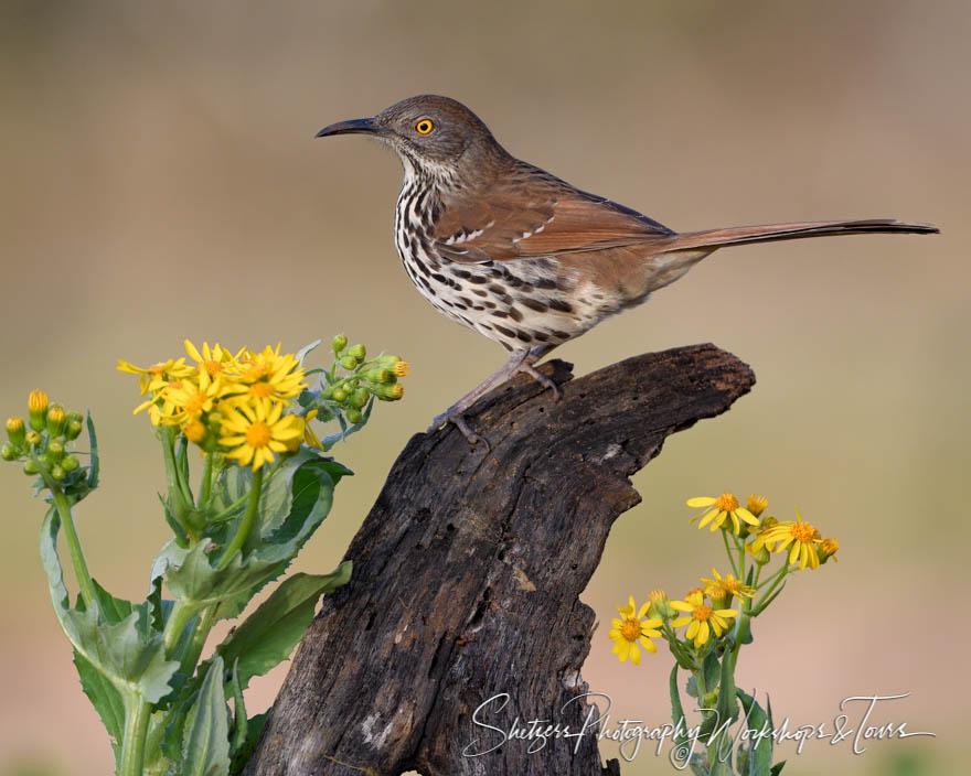 Long Billed Thrasher in South Texas 20190129 070552