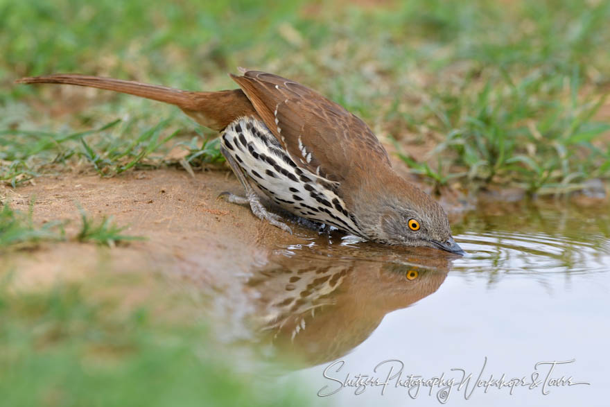 Long Billed Thrasher in Texas 20190305 135650