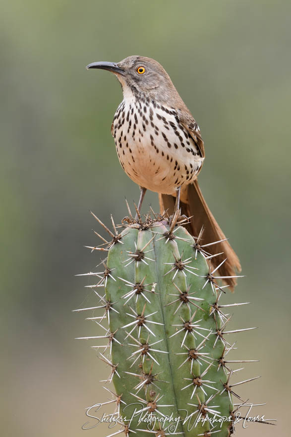 Long Billed Thrasher on a Cactus