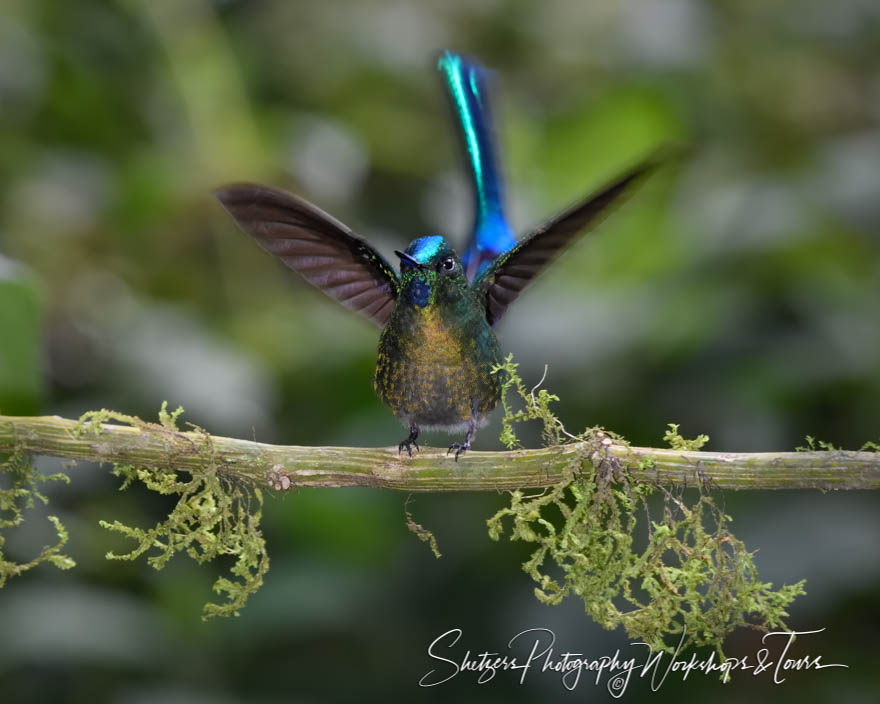 Long Tailed Sylph Hummingbird With Wings Spread