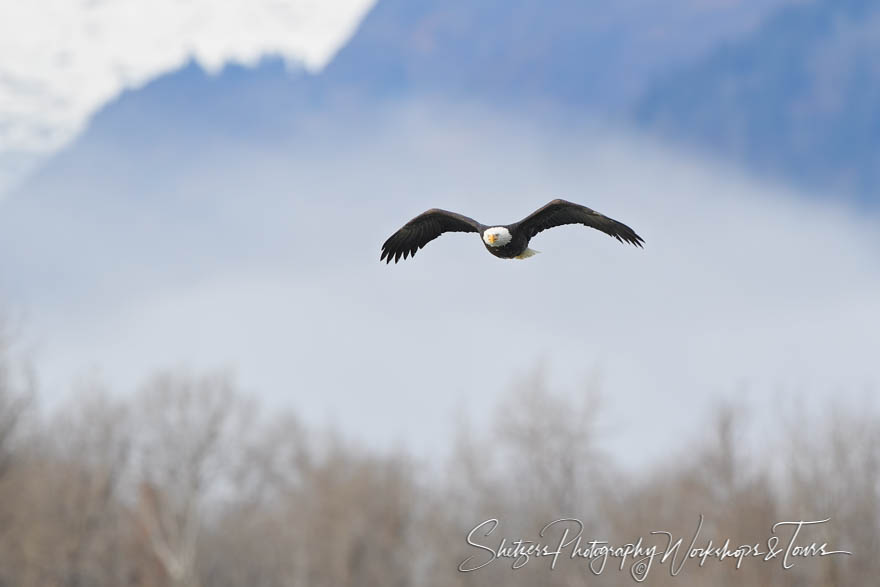 Majestic Bald Eagle Photo 20191102 120027