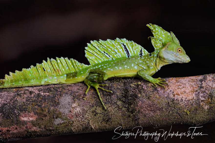 Male Green Basilisk or Jesus Christ Lizard 20190408 152532