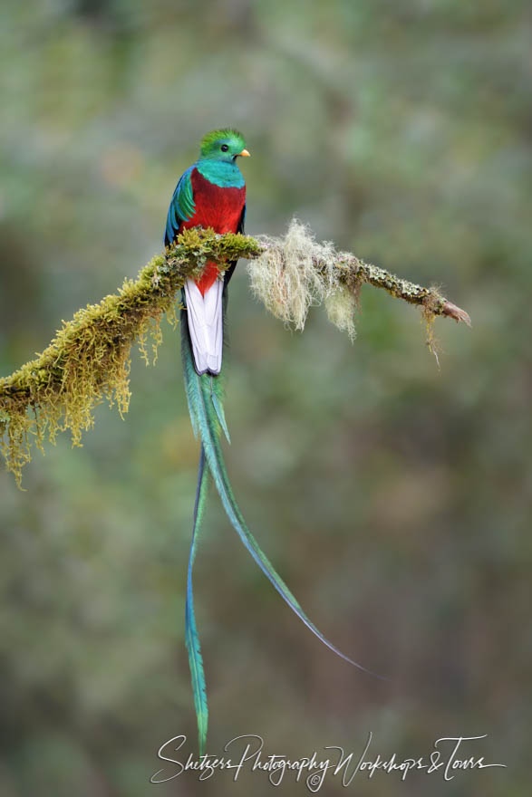 Male Resplendent Quetzal 20190411 100549