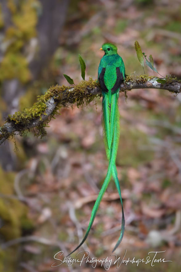 Male Resplendent Quetzal tail feathers 20190411 085714