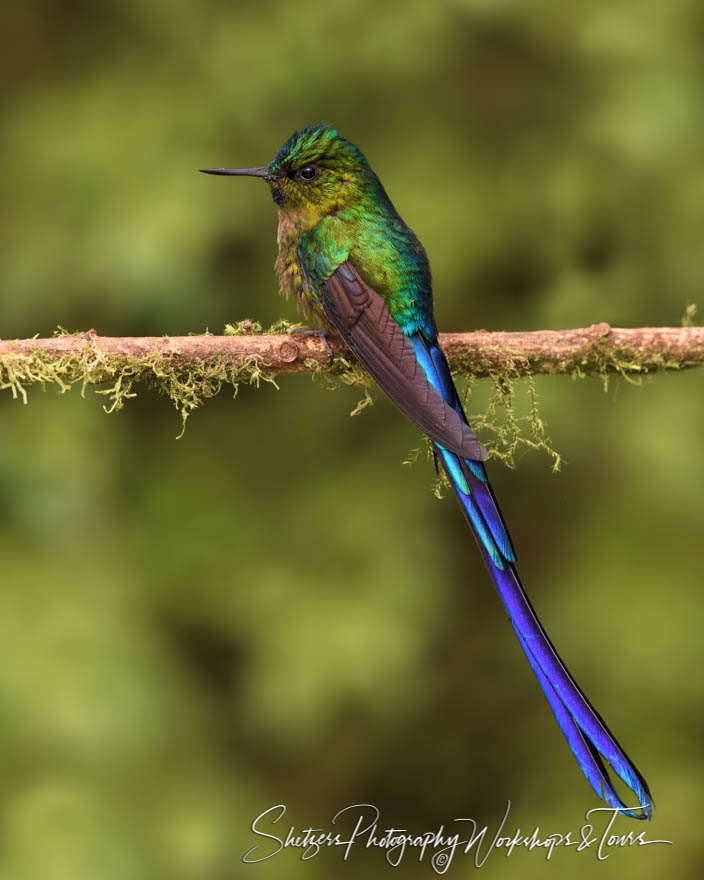 Male Violet Tailed Sylph in Ecuador Cloud Forest