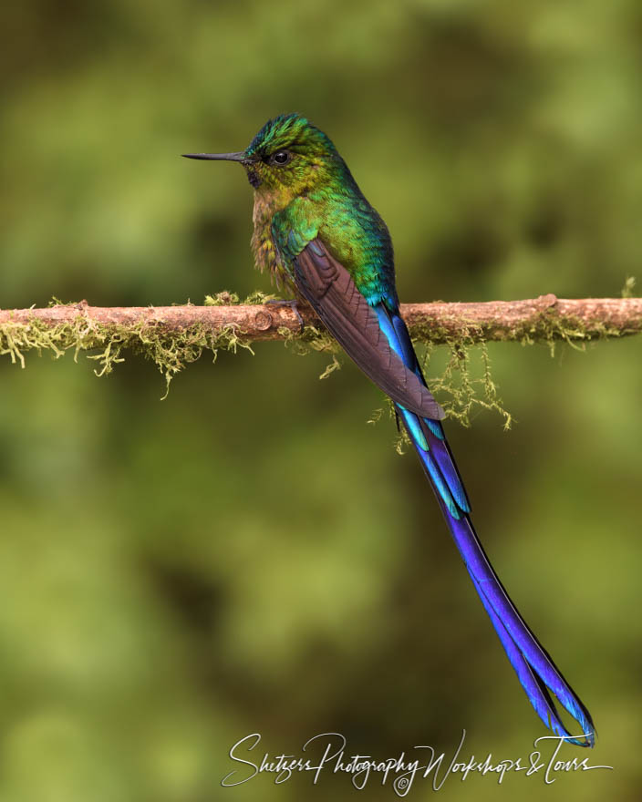 Male Violet Tailed Sylph in Ecuador Cloud Forest 20190522 072410