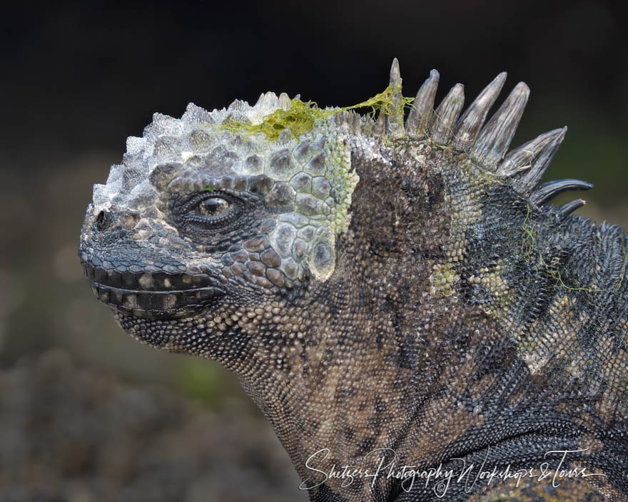 Marine Iguana in Profile