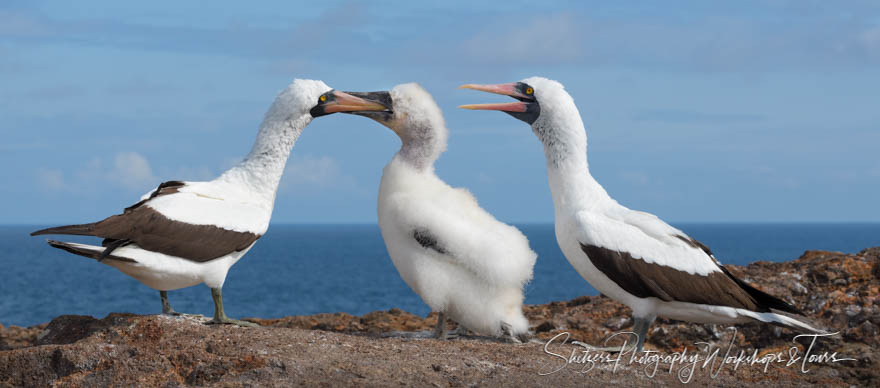 Mated Pair of Nazca Boobies with Chick 20200303 142821