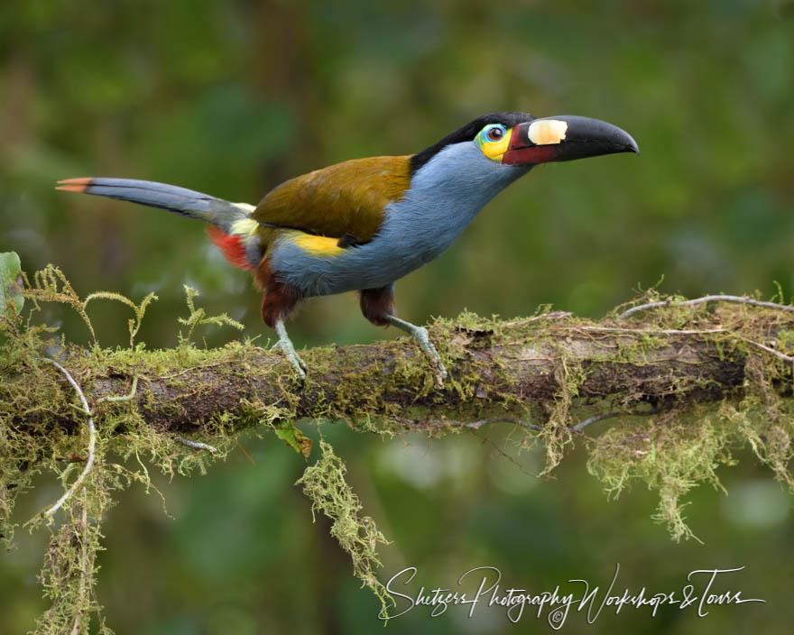 Mindos Cloudforest Plate Billed Toucan 20190529 081330