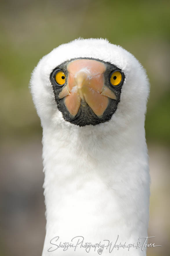 Nazca Booby Eye Contact 20200303 080329