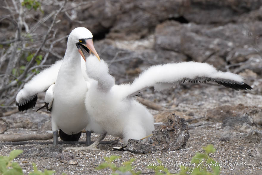 Nazca Booby Parent Feeding Chick 20200303 134943