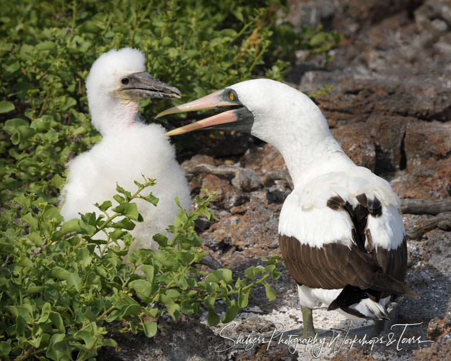 Nazca Booby With Chick