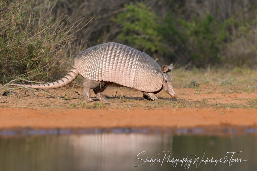 Nine Banded Armadillo in South Texas 20190307 162057