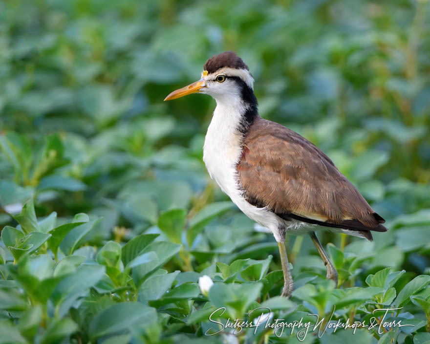 Northern Jacana Chick 20190409 053548