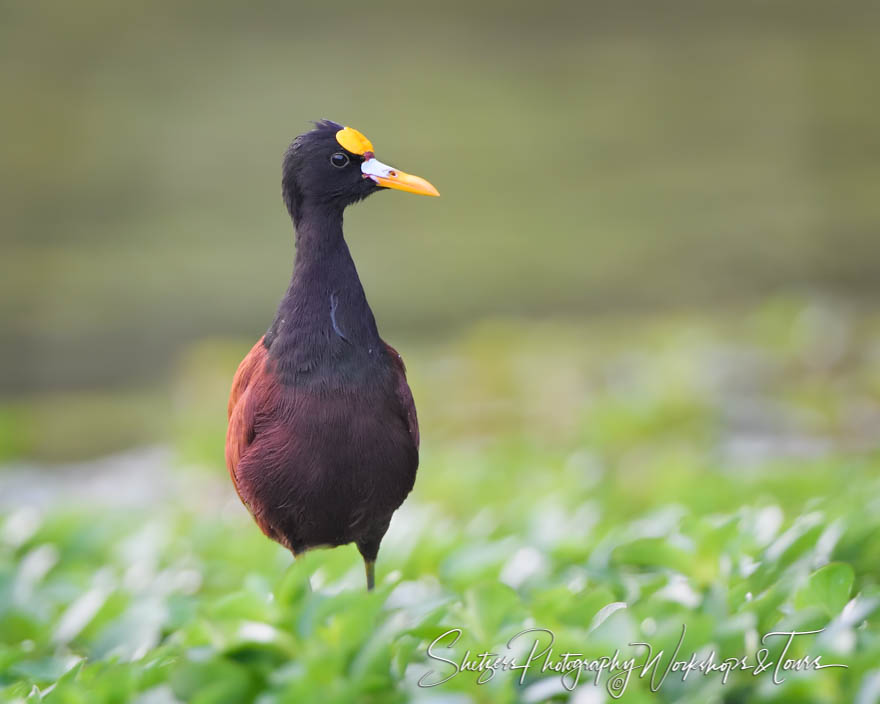 Northern Jacana Photograph 20190409 054212