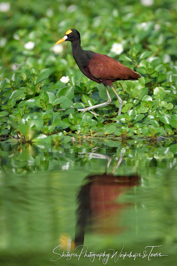 Northern Jacana With Reflection
