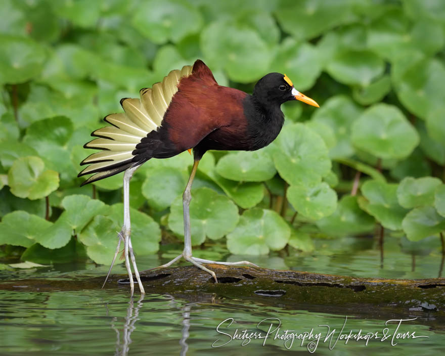 Northern Jacana on a Log 20190408 064543