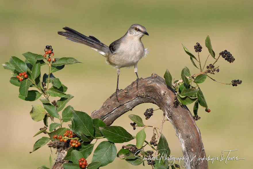 Northern Mockingbird in South Texas 20180214 153859