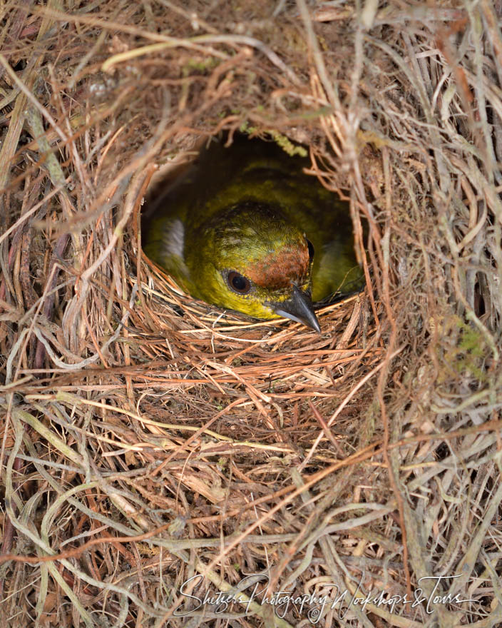 Olive Backed Euphonia Nesting 20180330 103259