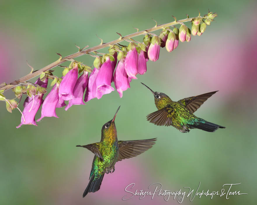 Pair of Fiery Throated Hummingbirds 20190412 122943