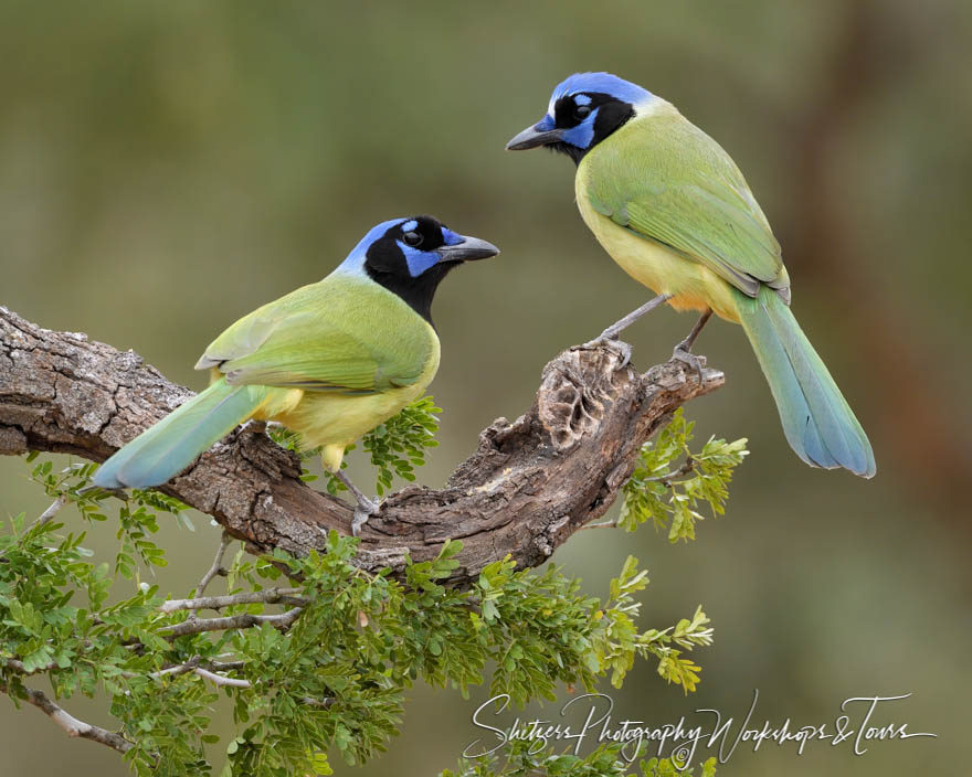 Pair of Green Jays 20190130 093455