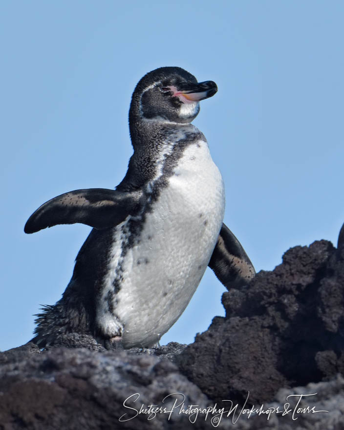 Penguin in Eastern Galapagos Islands