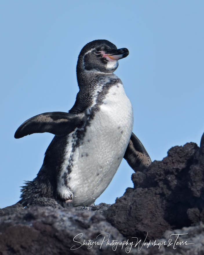 Penguin in Eastern Galapagos Islands 20200302 152513