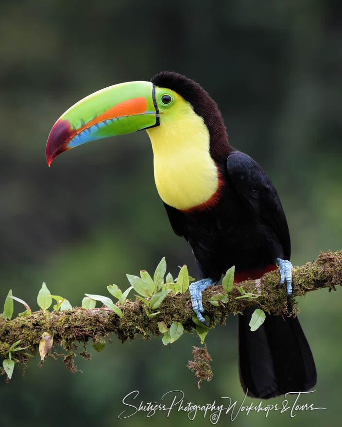 Perching Keel Billed Toucan Picture