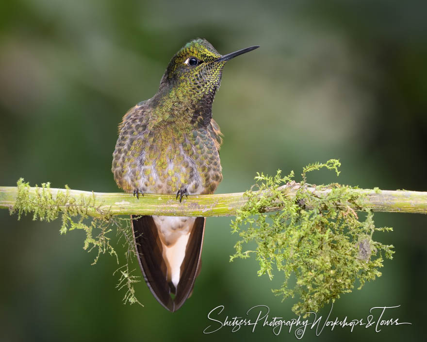 Photo of Buff Tailed Coronet Hummingbird On Branch 20190524 132357