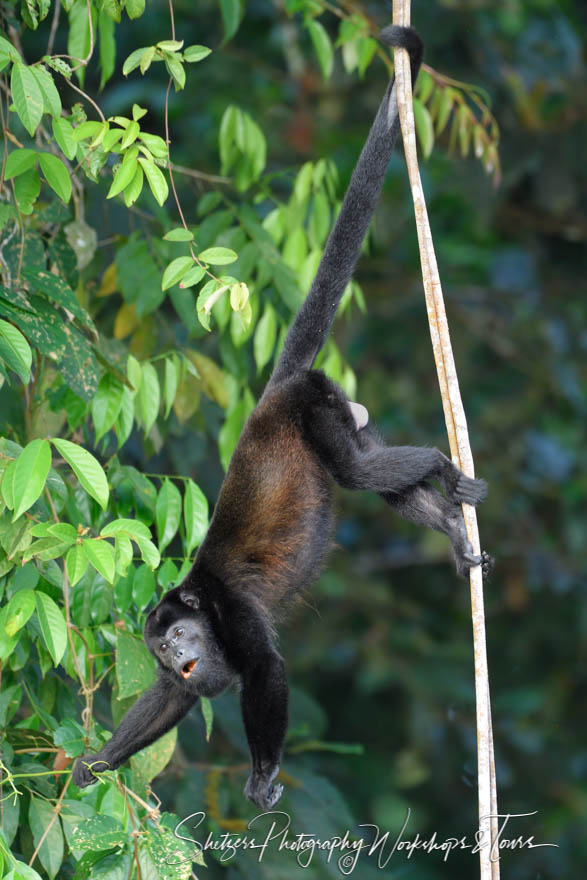 Photo of Howler Monkey Eating Leaves