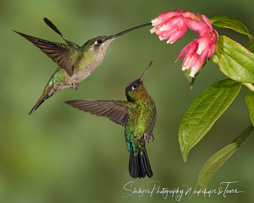 Photo of Hummingbirds Feeding