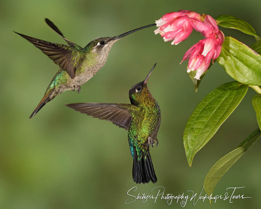 Photo of Hummingbirds Feeding 20190412 125234