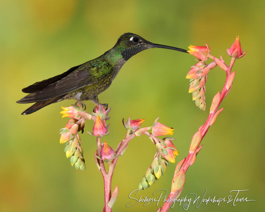 Photo of Talamanca Hummingbird Perching 20190412 114907