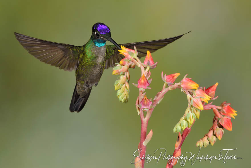 Photo of a Male Talamanca Hummingbird