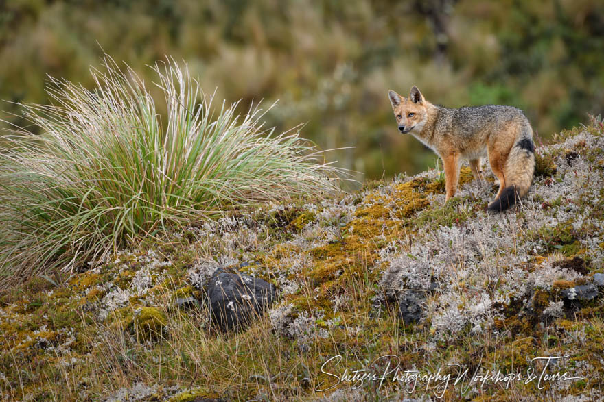 Photo of an Andean Fox